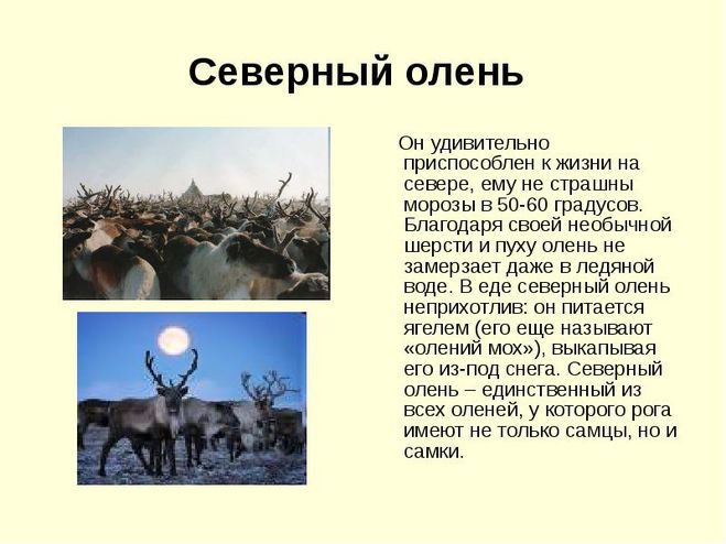 Рассказ о северном олене 4 класс окружающий мир