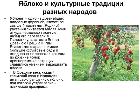 Сообщение о дереве яблоня 2,3 класс