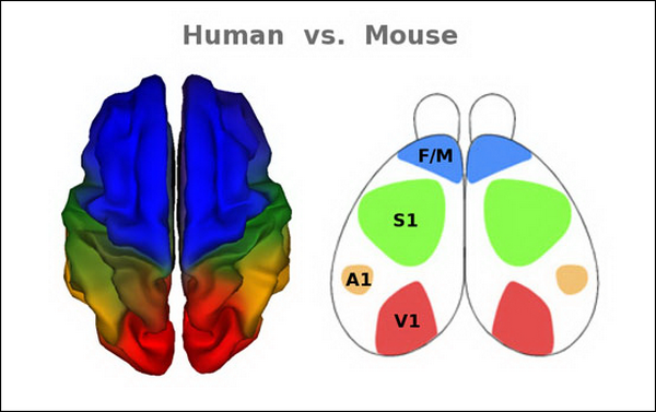 мозг человека и мыши