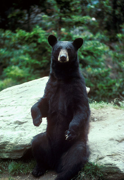 Барибал или черный медведь (Ursus americanus)