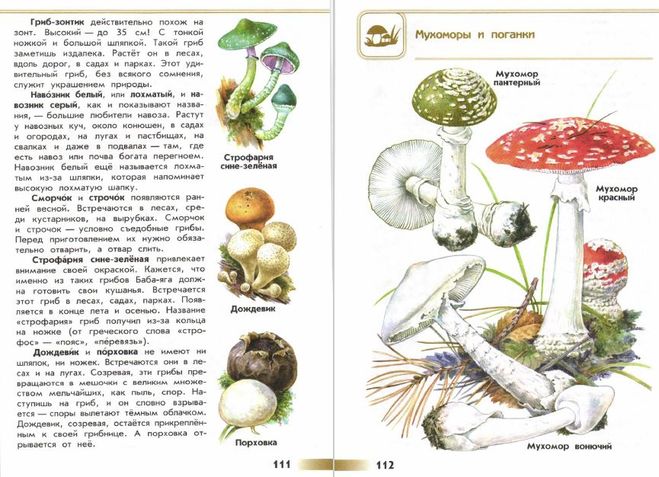 Атлас определитель от земли до неба несъедобные грибы. Коварные двойники сходства и различия