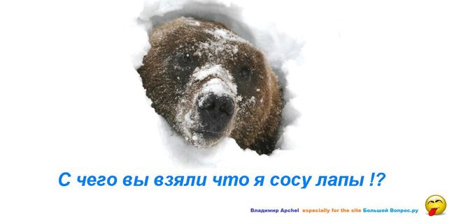 Почему медведь сосет лапу Источник: http://travelask.ru/­<wbr/>questions/561355-poch­<wbr/>emu-medved-soset-lapu­<wbr/>