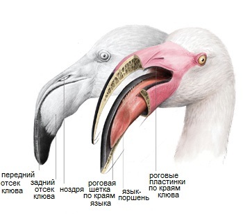 язык и клюв фламинго