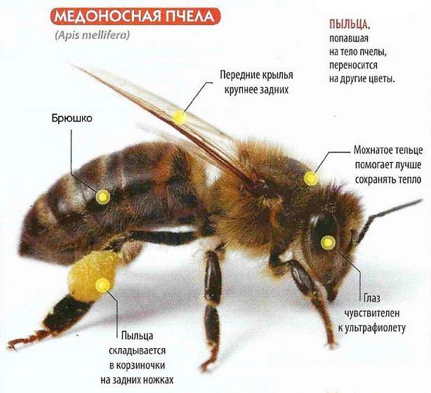 доклад пчела друг человека