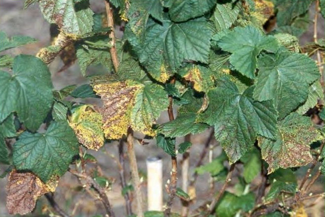 Как лечить ржавые и тёмно-коричневые пятна на листьях красной смородины