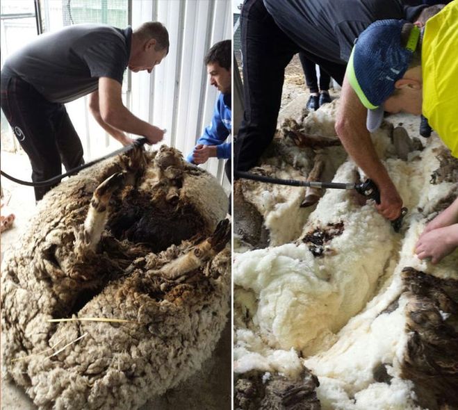 процесс стрижки овцы