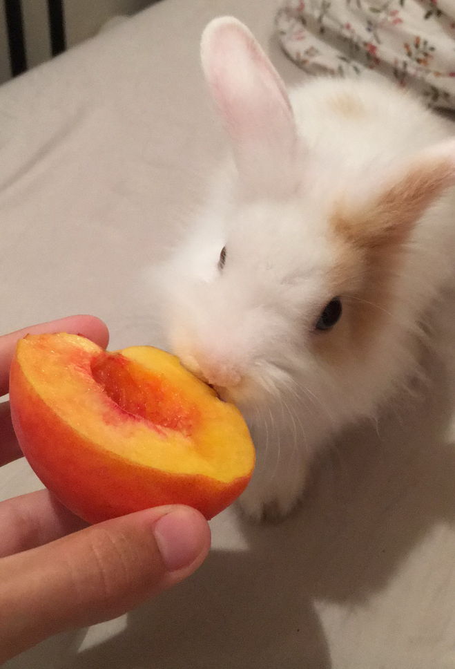 Мандарин кролику. Кролик ест персик. Персиковый кролик. Кролик ест морковку. Кролик абрикосик.