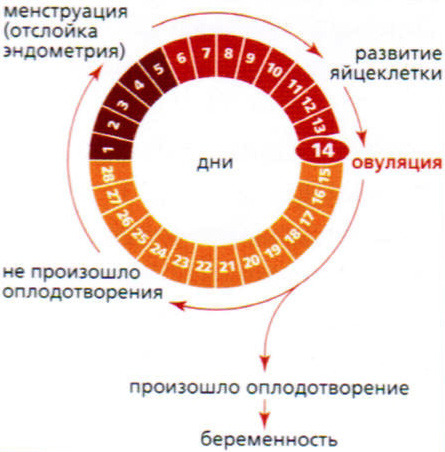 цикл месячных