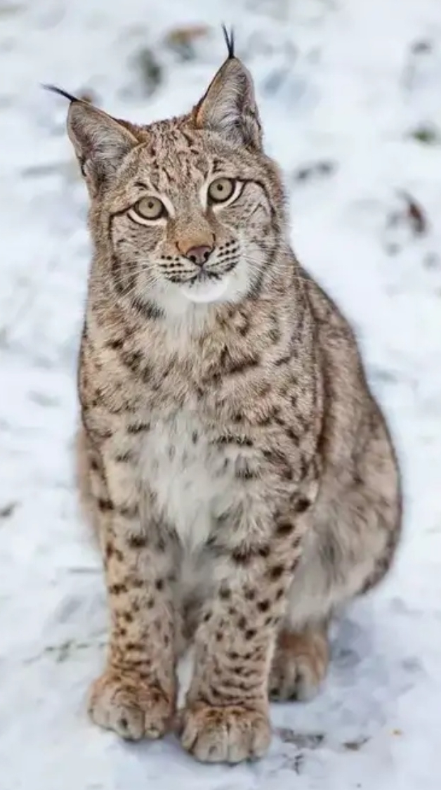 Рысь русский язык. Рысь - Lynx Lynx (Linnaeus, 1758). Гималайская Рысь. Сибирская Рысь. Восточно Сибирская Рысь.
