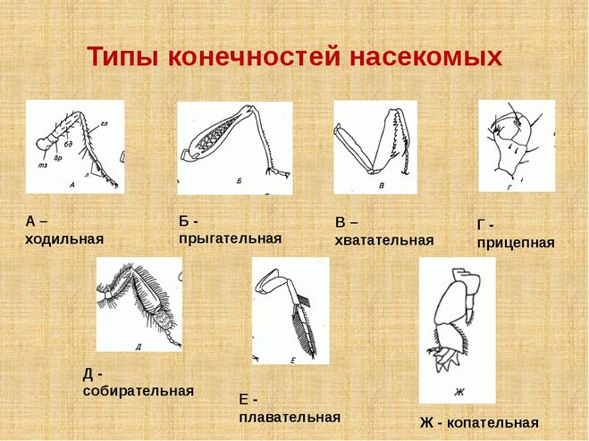 Какими цифрами на рисунке обозначены прыгательная и копательная конечности насекомых