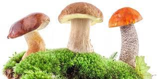 грибы, являются ли грибы вегетарианской пищей ?