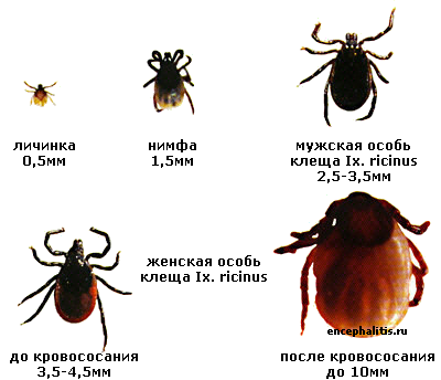 текст при наведении