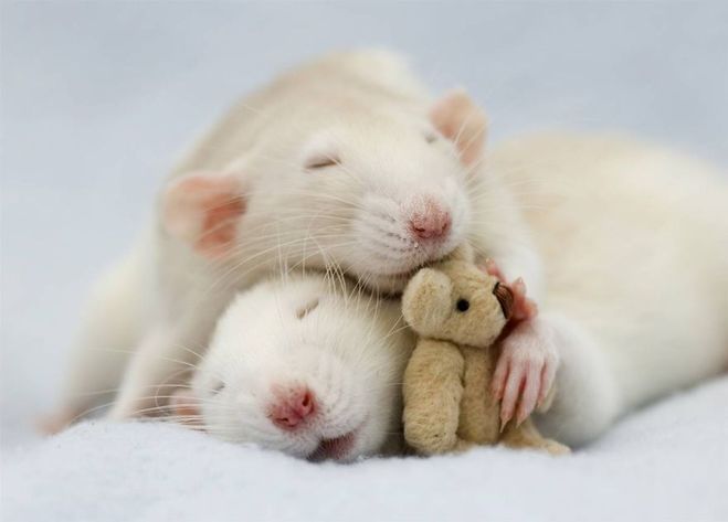 крысы любовь влюбленные спят с игрушкой