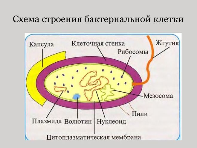 мезосомы бактерий