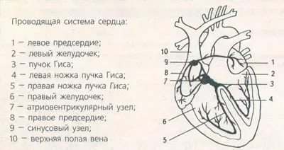 проводящая система сердца