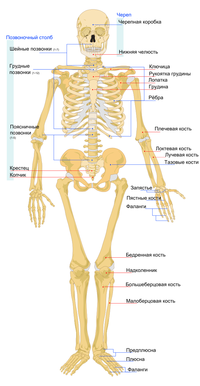 Какой из этих костей нет в теле человека