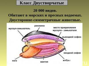 текст при наведении