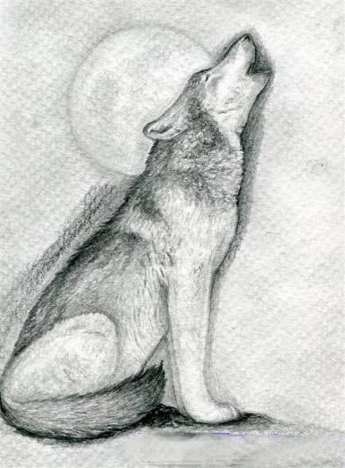 рисунок с волком карандашом поэтапно