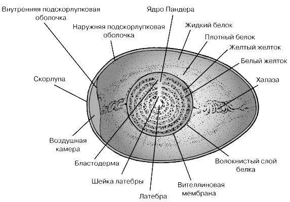 текст при наведении