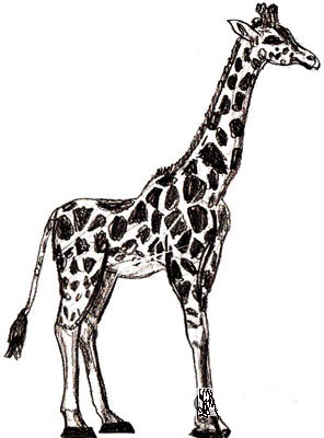 как рисовать жирафа 6