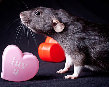 фото на день Всех Влюбленных с крысой