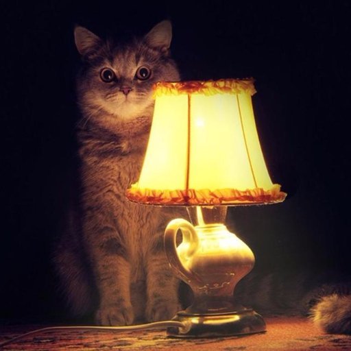 кот и лампа