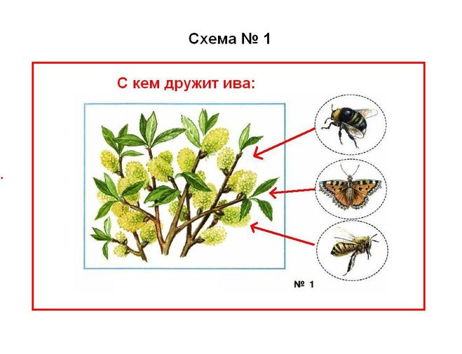 С кем дружит ива вырежи из приложения рисунки и наклей их в схему номер 1