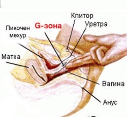 текст при наведении