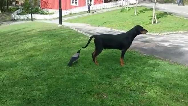 Ворона готовится схватить собаку за хвост