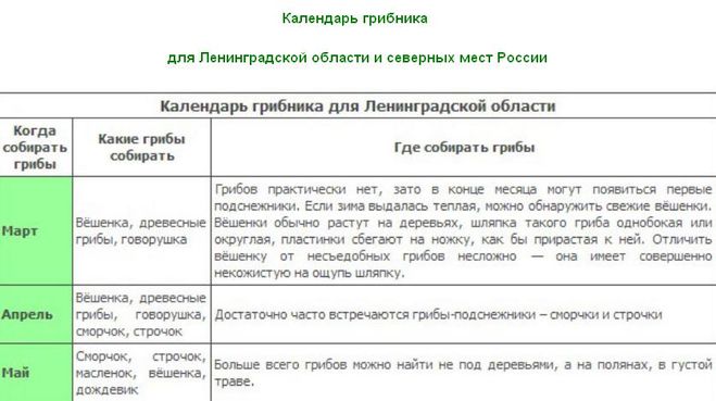 текст при наведении