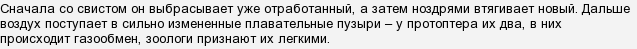 Протоптер чем ловят между сезонами дождей рыба