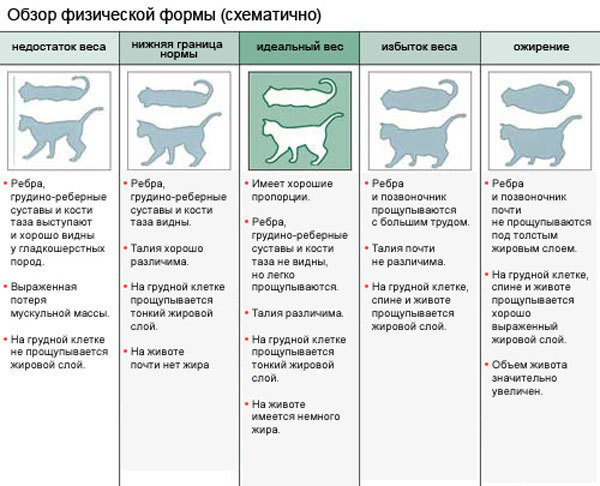 текст при наведении