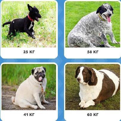 Сколько весит самая толстая собака по версии Книги рекордов Гиннесса?