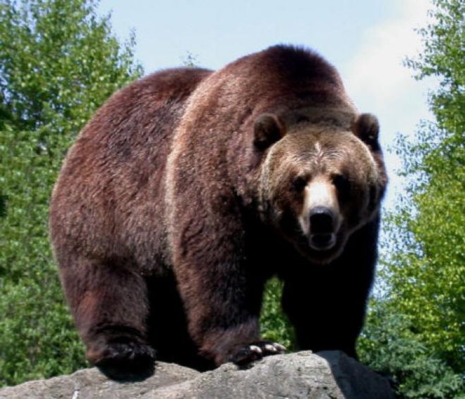 Гризли, серый медведь, Grizzly (Ursus arctos horribilis)