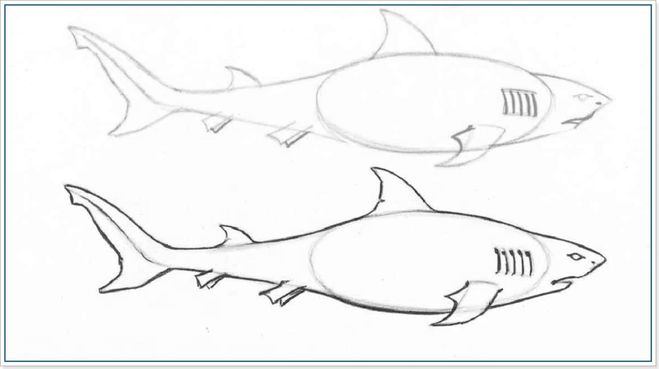 схема рисования акулы