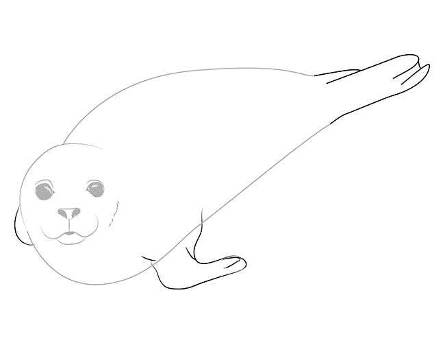 как рисовать тюленя 4