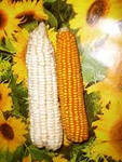 желтая и белая кукуруза