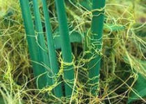 Как избавиться от повилики? Повилика- противный и злостный сорняк в виде нитей, высасывающий соки из картошки, свёклы, гороха и других растений.