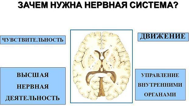 Рассказ на тему значение нервной системы для организма 4 класс