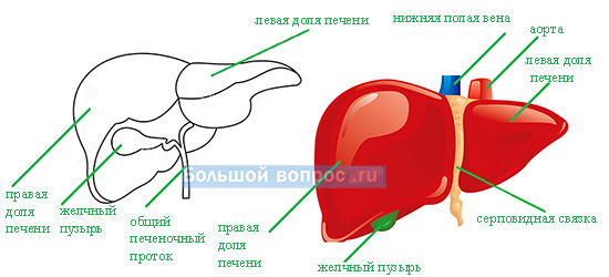 печень человека схема