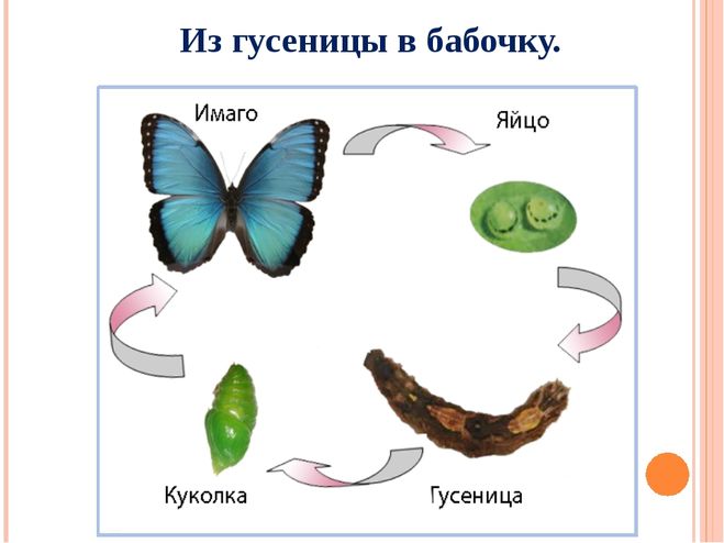 Метаморфоз бабочки