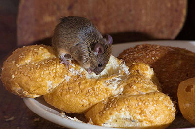 мыши любят есть хлеб