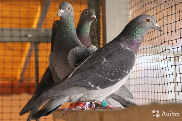 спортивные голуби, цены, где купить спортивных голубей