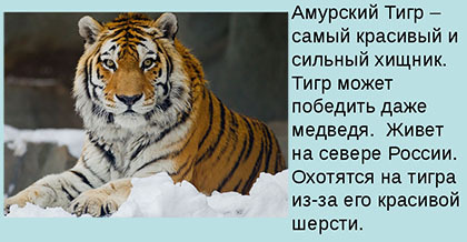 Красная книга россии животные рисунки