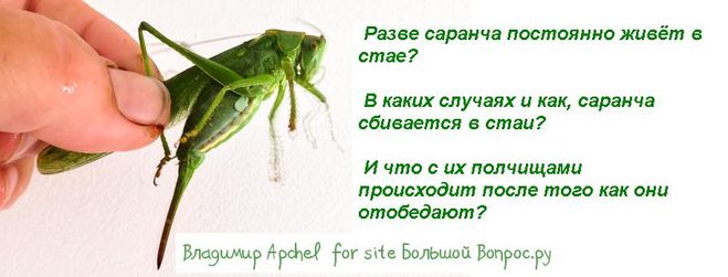 Саранча: как одно насекомое превращается в природное бедстви