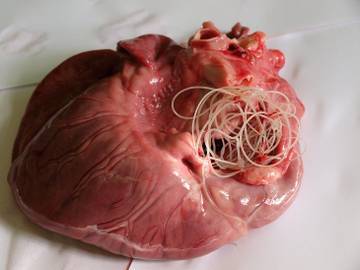 сердечные черви