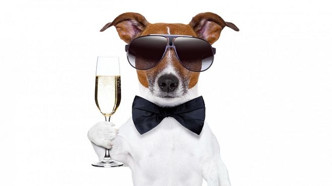 Новый год Собака шампанское