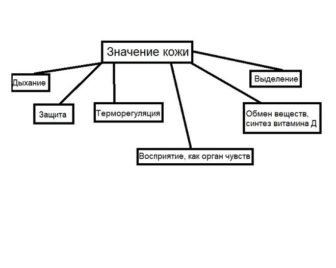 Водные богатства схема 4 класс. Схема функции кожи. Значение кожи схема. Составить схему функции кожи. Схема составляющей кожи.