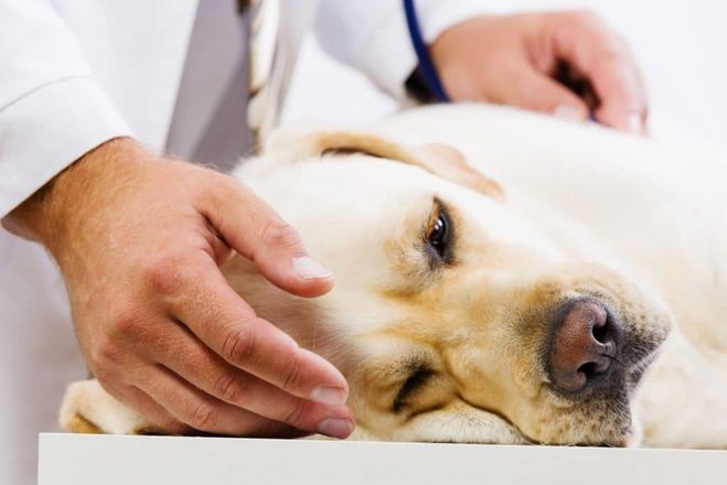 Как лечить цистит у собаки?