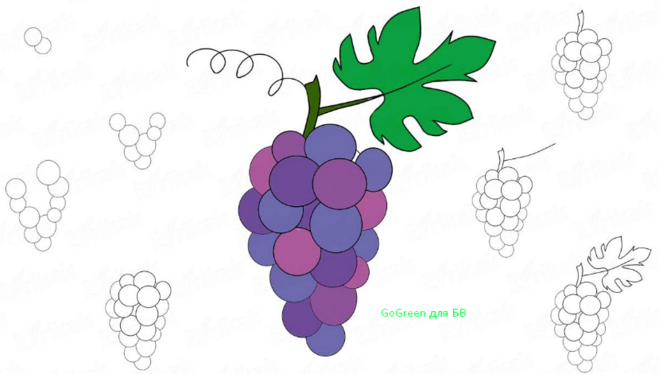 как нарисовать гроздь винограда